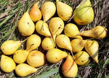 Brčko: Damir Kočić iz Dubrava – mladi čuvar starog voćarskog blaga