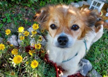 Brčko: Priča sa sretnim krajem – kada ljubav promijeni život jednog psa